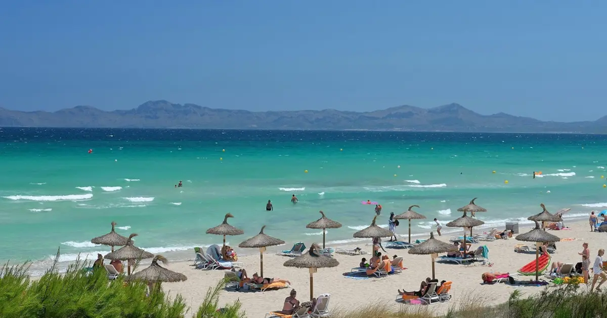 Sombrillas de paja sobre la fina arena de Playa de Muro con la bahia de fondo